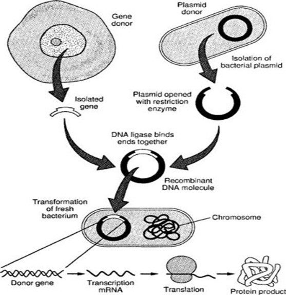 Recombinant DNA Technology: Balancing Progress and Ethics