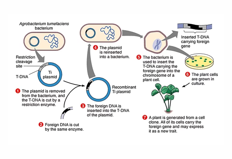 Harnessing Microbes for Sustainable Pharmaceutical Solutions